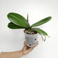 Phalaenopsis OX King x Fuller's Purple Queen  AM/AOS Orchid Plant - FF