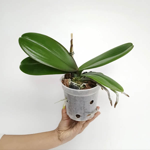 Phalaenopsis OX King x Fuller's Purple Queen  AM/AOS Orchid Plant - FF
