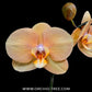 Phalaenopsis OX Lottery Prince Orchid Plant - FF