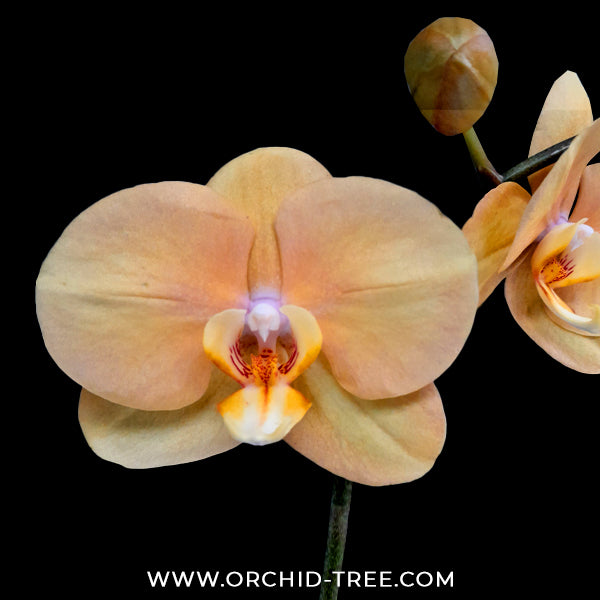Phalaenopsis OX Lottery Prince Orchid Plant - FF