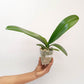 Phalaenopsis OX Luna Rosa 'OX3066' Orchid Plant - BS