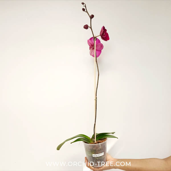 Phalaenopsis OX Queen Orchid Plants - FF