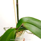 Phalaenopsis OX Spot Queen Orchid Plant - FF