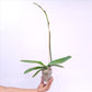 Phalaenopsis OX Spot Queen Orchid Plant - FF