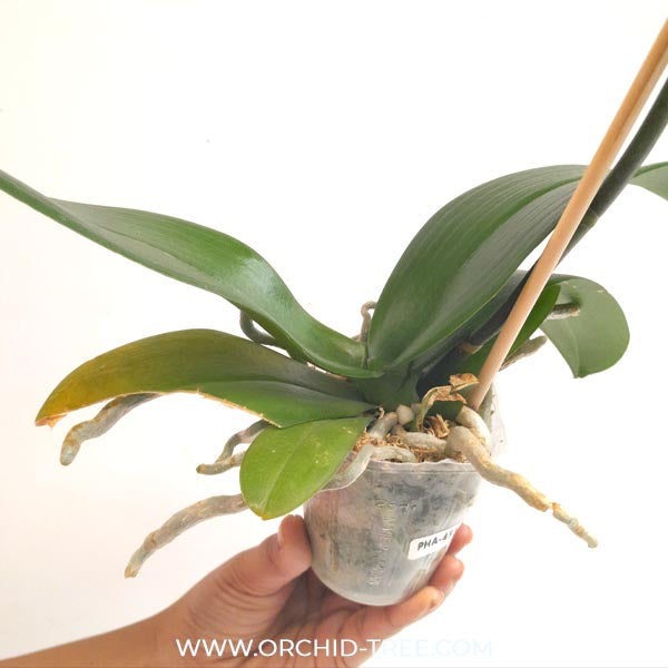 Phalaenopsis OX Aquarius Orchid plant - FF