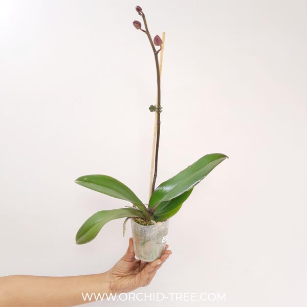 Phalaenopsis OX Bordeaux Orchid Plant - FF
