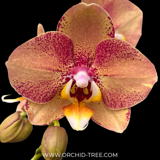 Phalaenopsis OX Luna Rosa 'OX3066' Orchid Plant - BS
