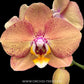 Phalaenopsis OX Luna Rosa 'OX3066' Orchid Plant - BS