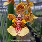 Oncidium (Tricocentrum)Hawaiian Champion x Oncidium Josephine Orchid Plant - BS - Buy Orchids Plants Online by Orchid-Tree.com
