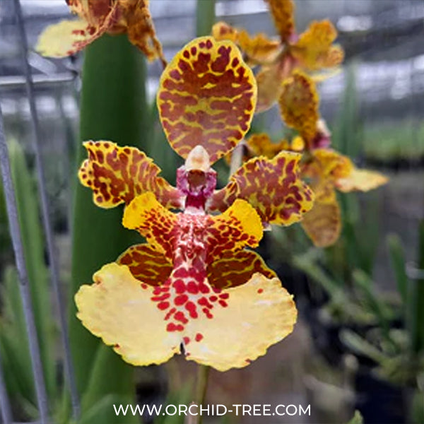 Oncidium (Tricocentrum)Hawaiian Champion x Oncidium Josephine Orchid Plant - BS - Buy Orchids Plants Online by Orchid-Tree.com