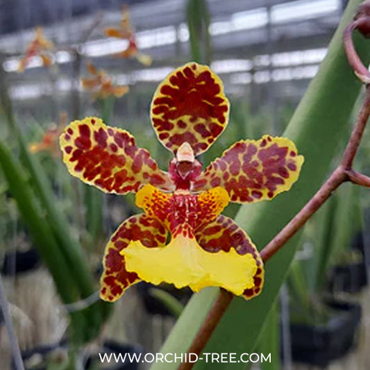 Oncidium (Tricocentrum)Hawaiian Champion x Oncidium Josephine Orchid Plant - BS - Buy Orchids Plants Online by Orchid-Tree.com