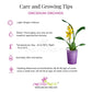 Oncidium (Colmanara) Masai Pink Orchid Plant - BS