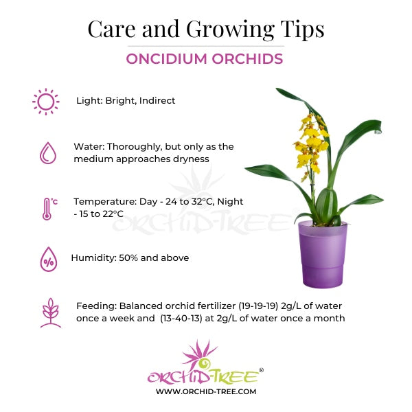 Oncidium Sweet Sugar Orchid Plant- BS - Buy Orchids Plants Online by Orchid-Tree.com