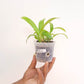 Oncidium Jairak Fragrance # 284 Orchid Plant -  MS