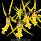 Brassidium Shooting Star - NBS