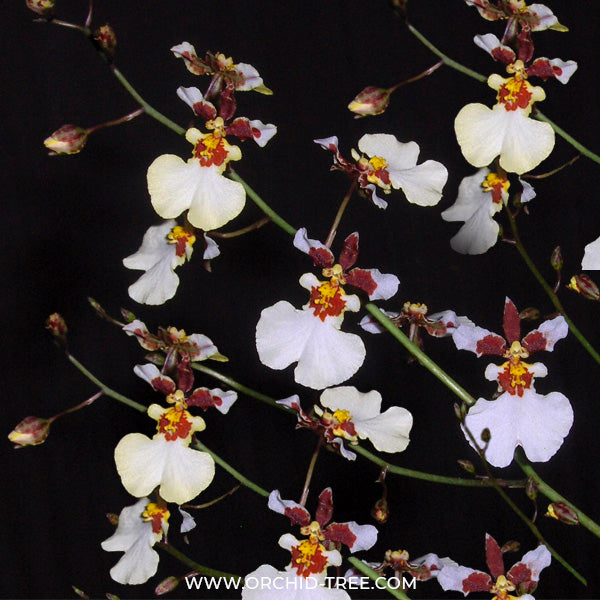 Oncidium Snow White - BS - Buy Orchids Plants Online by Orchid-Tree.com