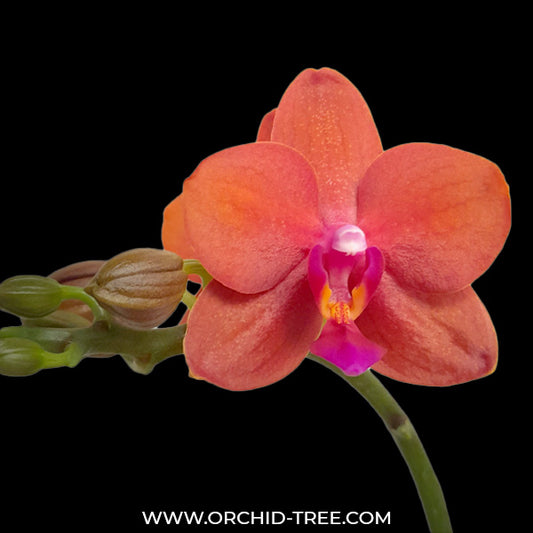 Phalaenopsis Orange Baby - FF