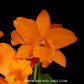 Cattleya Hsinying Orange Nugget Orchid Plant - BS - Buy Orchids Plants Online by Orchid-Tree.com