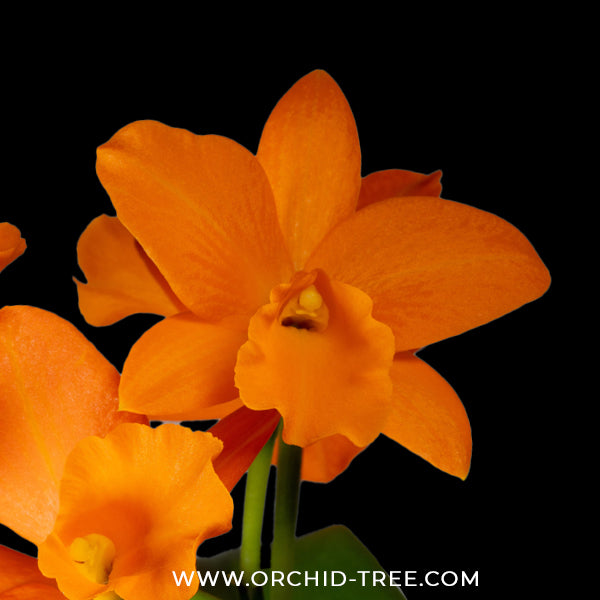 Cattleya Hsinying Orange Nugget Orchid Plant - BS - Buy Orchids Plants Online by Orchid-Tree.com