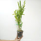 Epithechea Orange Blaze Orchid Plant - BS