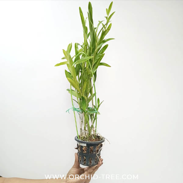 Epithechea Orange Blaze Orchid Plant - BS