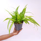 Spathoglottis Orange Fancy Orchid Plant - BS
