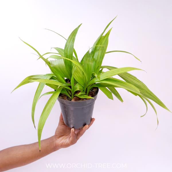 Spathoglottis Orange Fancy Orchid Plant - BS