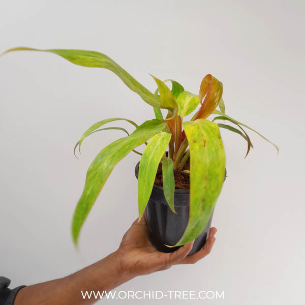 Philodendron Orange Marmalade