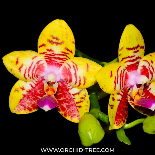Phalaenopsis Orchid World Orchid Plant - BS - Buy Orchids Plants Online by Orchid-Tree.com