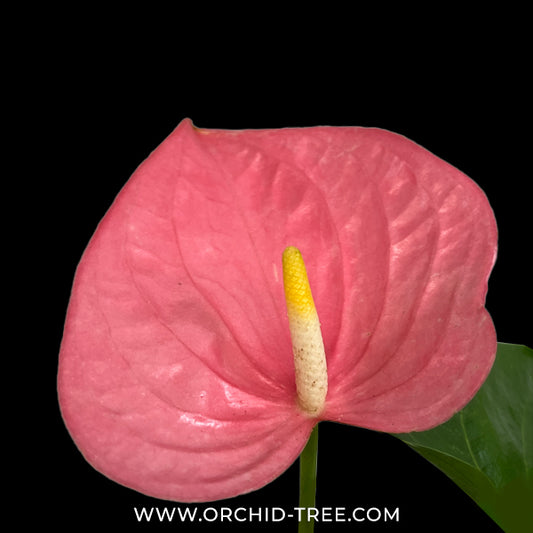 Anthurium California Pink - FF - Buy Orchids Plants Online by Orchid-Tree.com