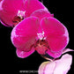 Phalaenopsis OX Bordeaux Orchid Plant - FF