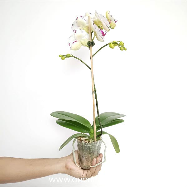 Phalaenopsis OX Princess Orchid Plant - FF