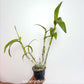 Dendrobium Peach 212  - FF