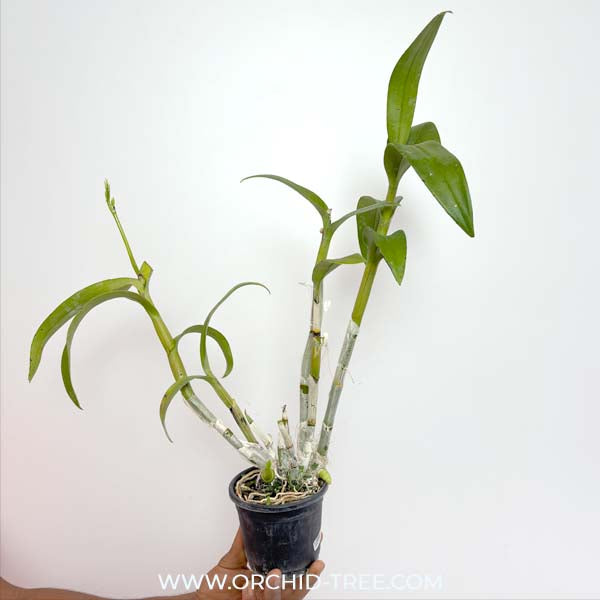 Dendrobium Peach 212  - FF