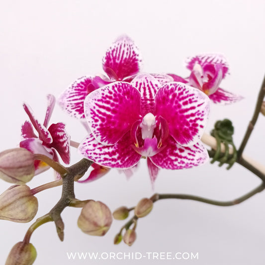 Phalaenopsis Lianher Happy Kitty With Ceramic Pot - FF