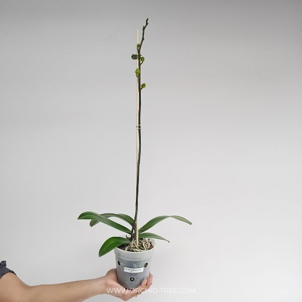 Phalaenopsis Golden Tree Orchid Plant - FF