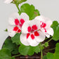 Geraniums- With Flowers