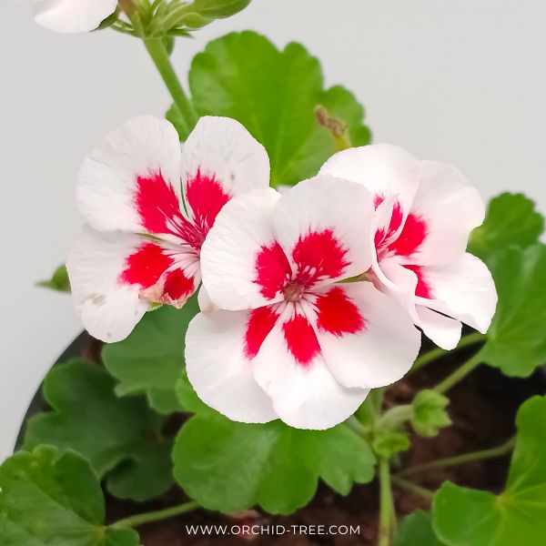 Geraniums- With Flowers