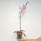 Phalaenopsis New Angel Orchid Plant - FF