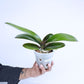 Phalaenopsis Lianher Rolex Orchid Plant - FF