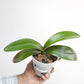 Phalaenopsis Good Reason Orchid Plant - FF