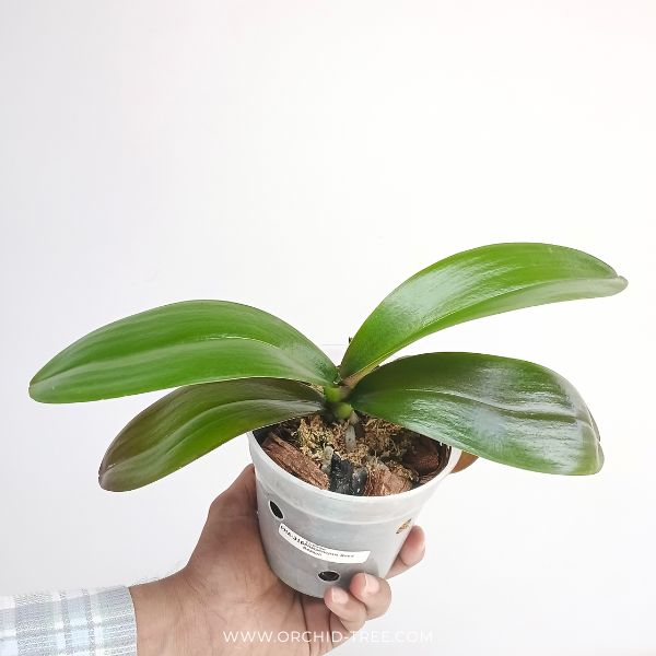 Phalaenopsis Good Reason Orchid Plant - FF