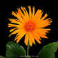Gerbera | with flowers