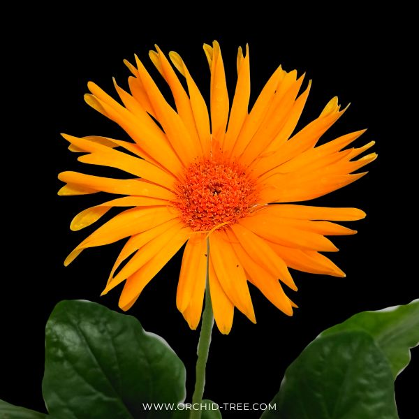 Gerbera | with flowers