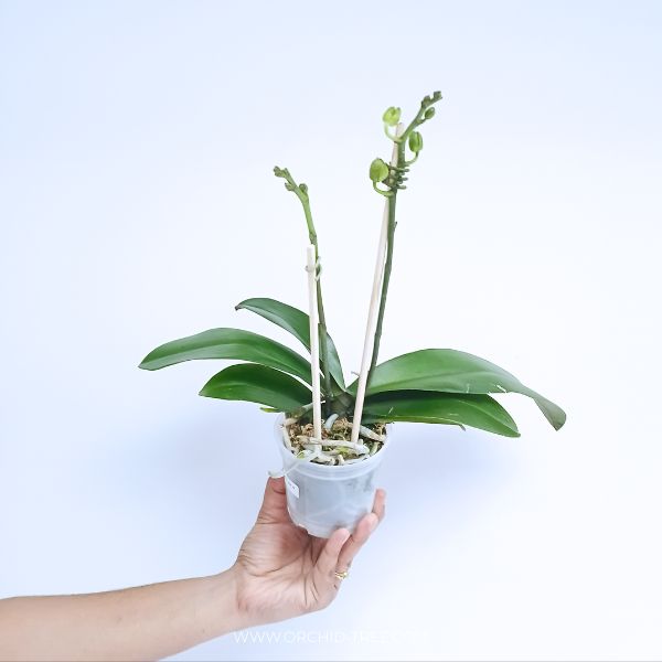 Phalaenopsis Crack of Dawn Orchid Plant - FF