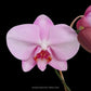 Phalaenopsis Fuller's Goddness Orchid Plant - FF