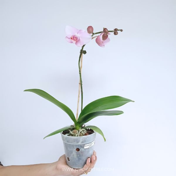 Phalaenopsis Fuller's Goddness Orchid Plant - FF