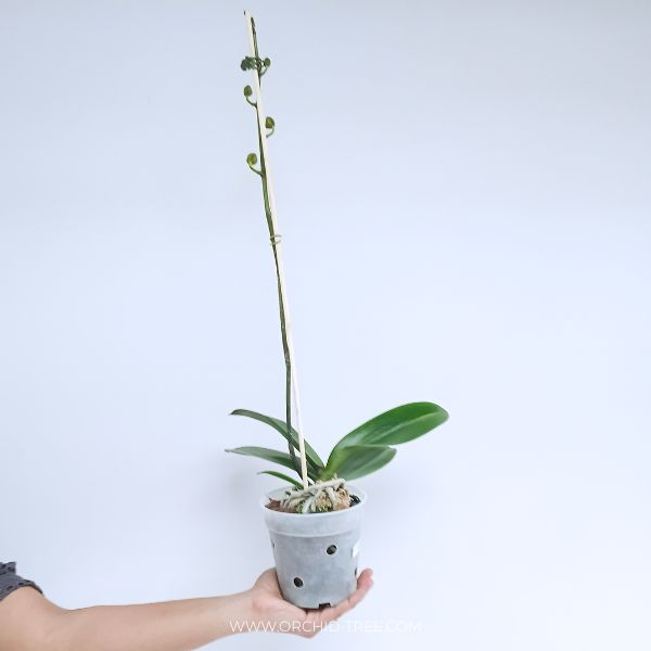 Phalenopsis Shu Long Black Jacky Orchid Plant - FF