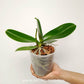 Phalaenopsis Ice Whisper Orchid Plant - FF
