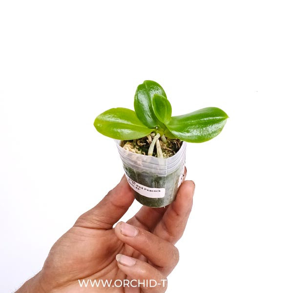 Phalaenopsis JC Red Peacock 'Peloric PF' Orchid Plant - MS - Buy Orchids Plants Online by Orchid-Tree.com